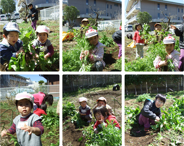 元気な子供達が一生懸命に丁寧に野菜を収穫してくれました。