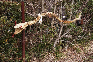 八千代市下高野のわらで編んだ蛇